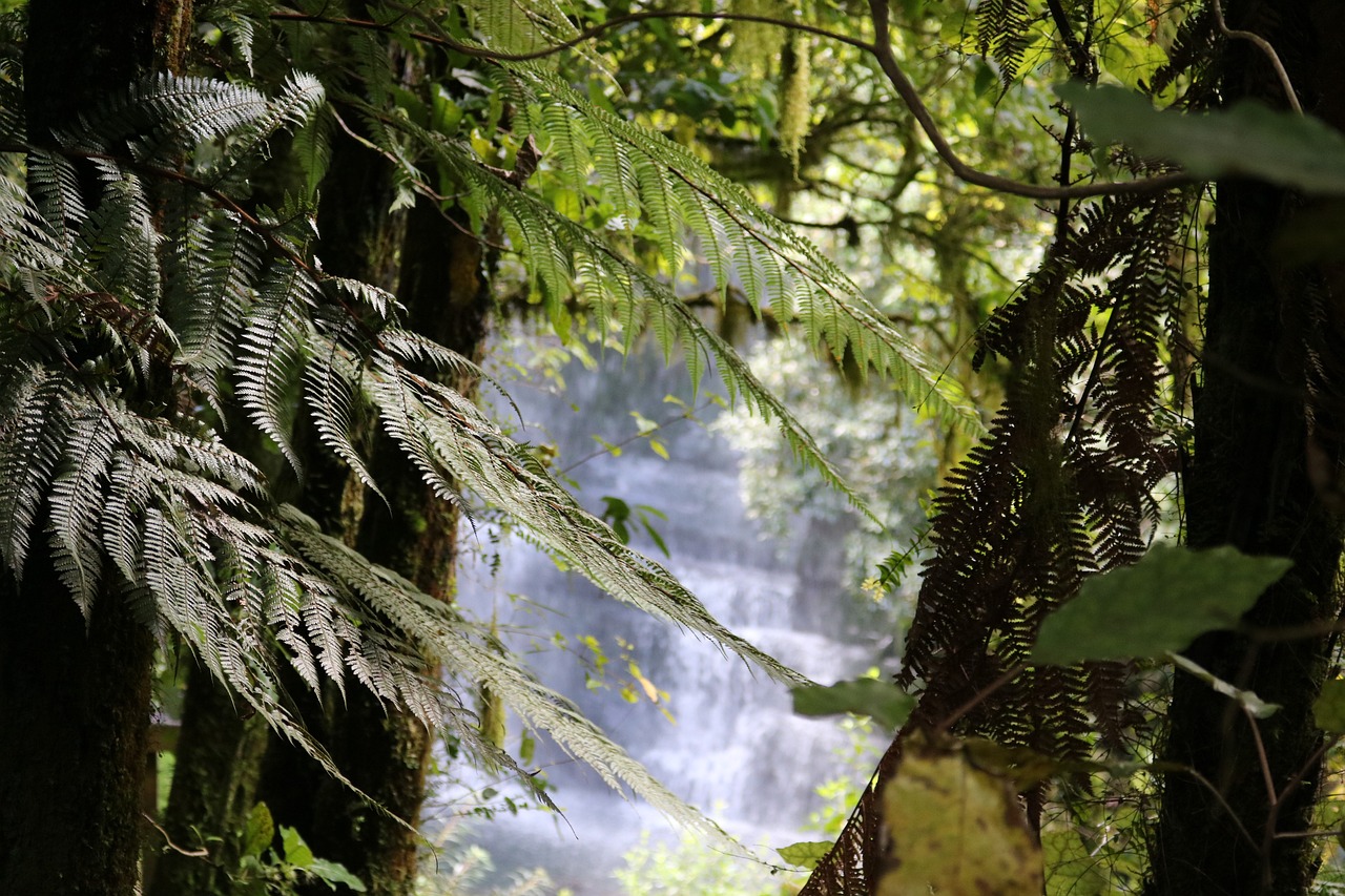 Exploring the Lush Rainforests of Olympic National Park